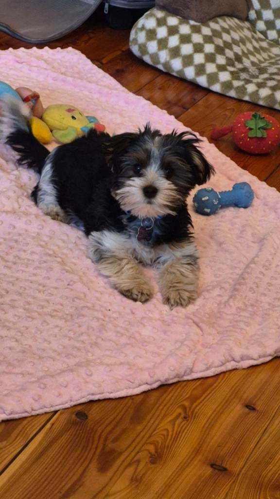 Boy yorkie terrier biewer