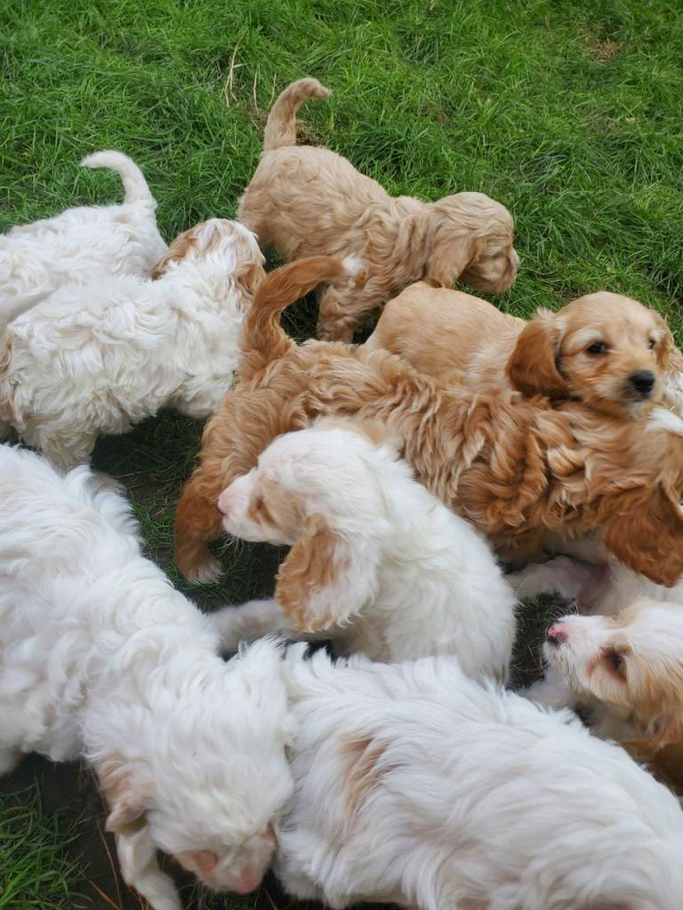 Cavapoo poos