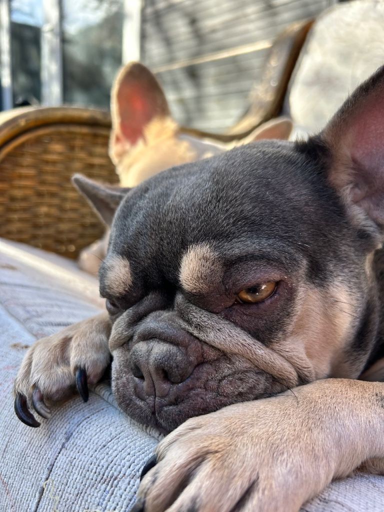 2 Frenchbulldogs mother and son 