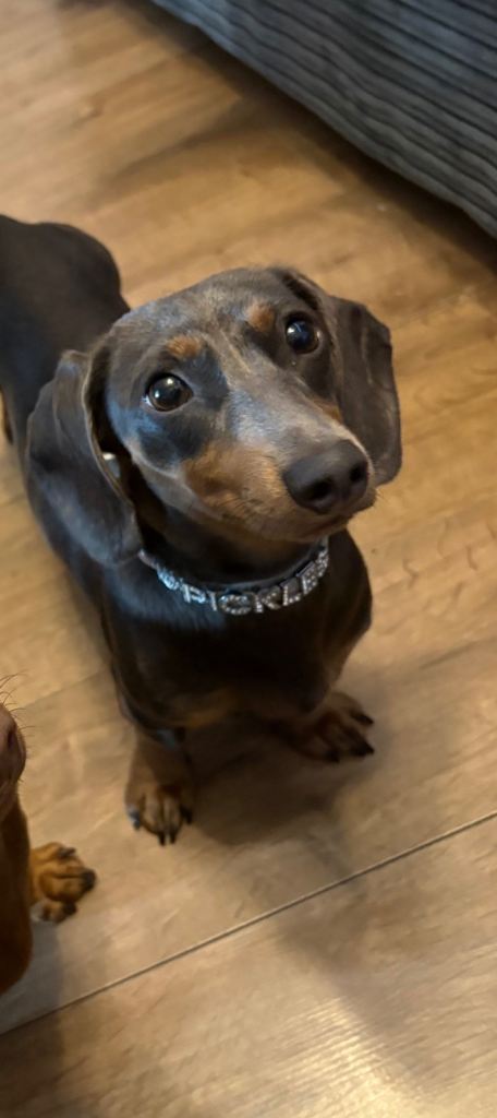 Dachshund x Jack Russell puppies 