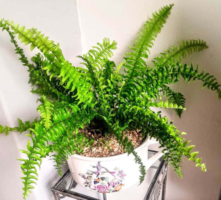 Vintage chamber pot planted with fern