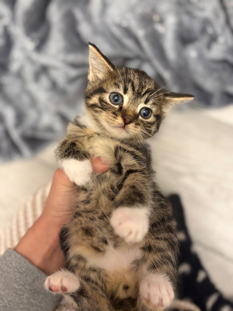 Two beautiful kittens for sale 