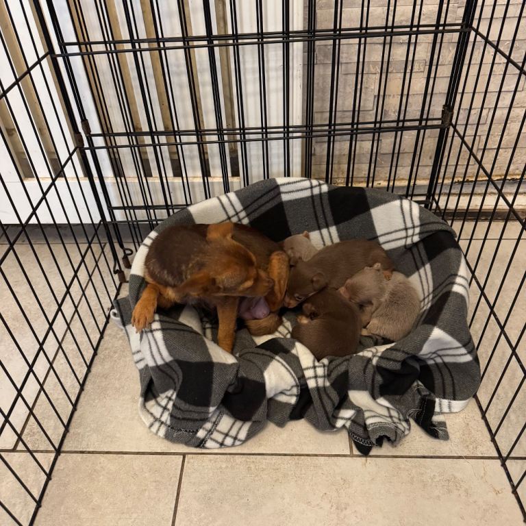 Stunning miniature Jack Russell puppies 