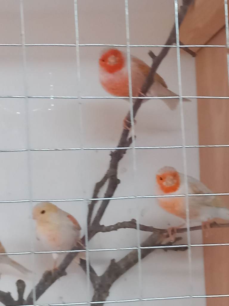 White satinette canaries.both sexes..been colour fed..this years young..