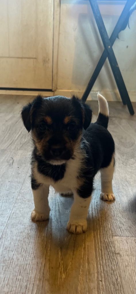 1 Female Jack Russell Puppy available 