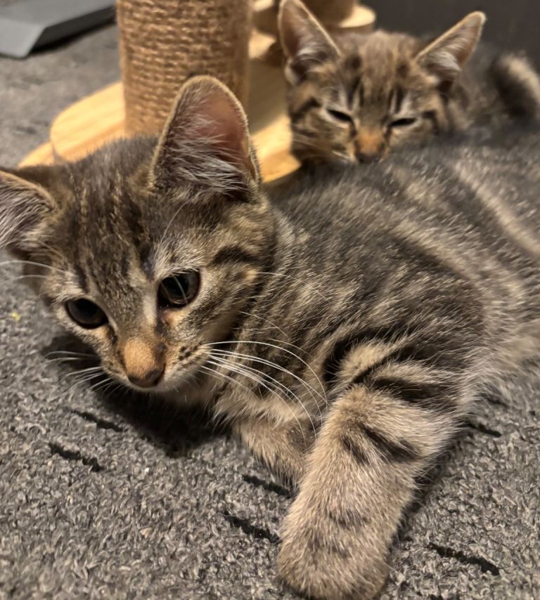 Beautiful Female Kitten, Ready To Leave