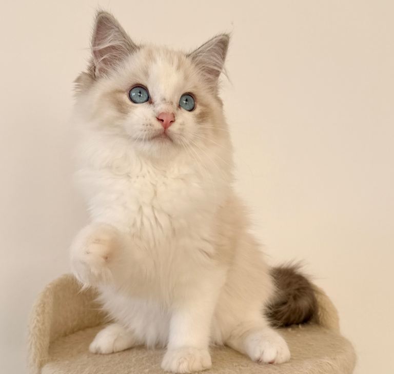 Beautiful Pure Ragdoll Kittens – Fully Vaccinated & Health Tested Parents