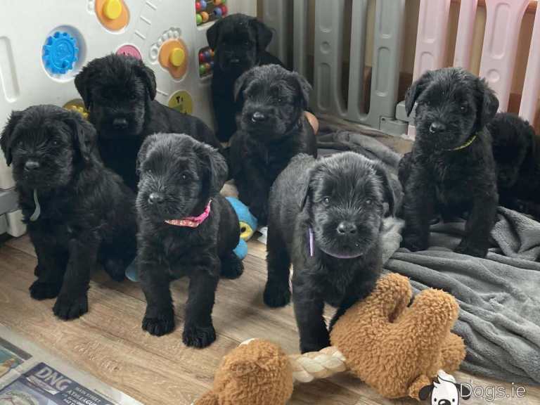 Giant Schnauzer Puppies IKC Registered 