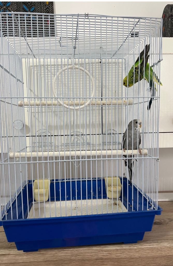 Pair budgies with cage