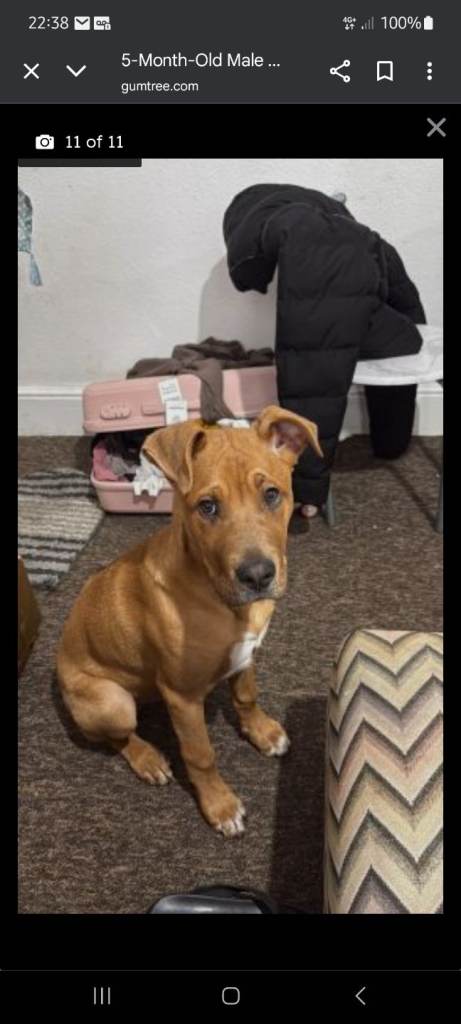 Thai Ridgeback x Labrador 