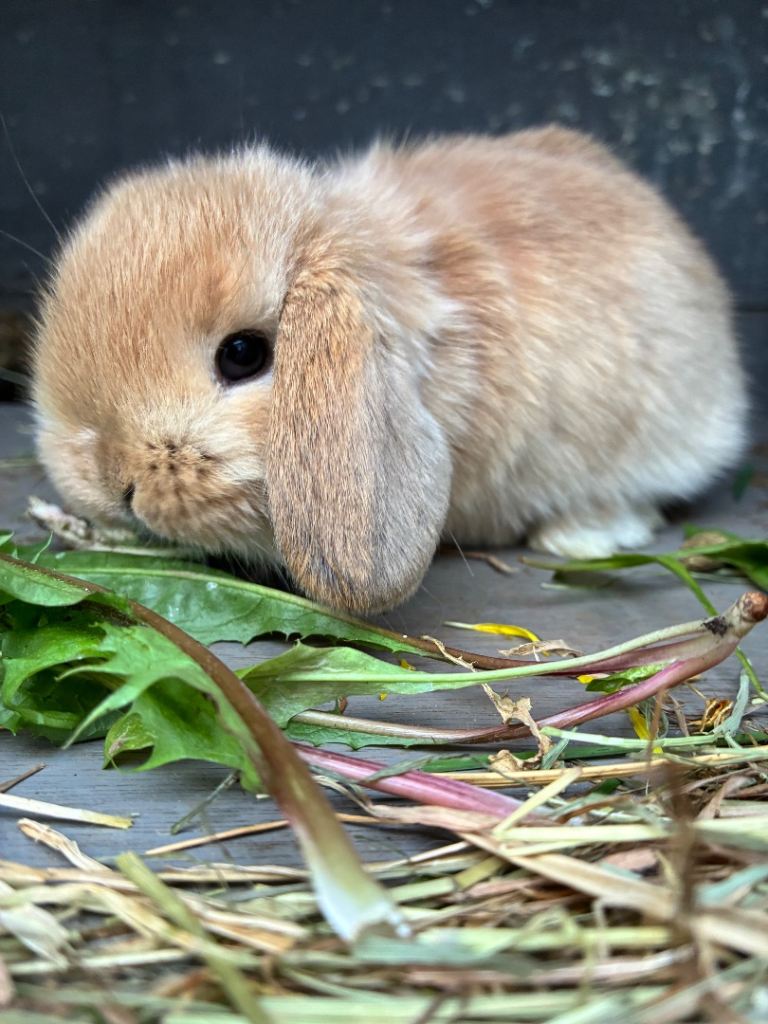 Cute adorable healthy Bunnies for sale