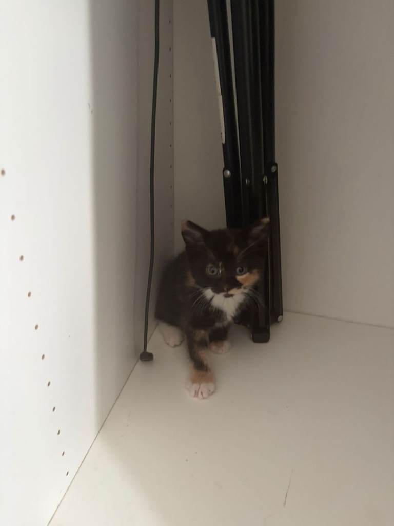 Kittens 