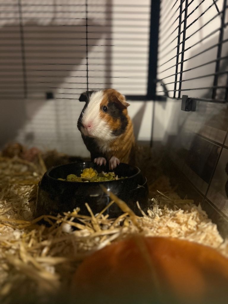 2 guinea pigs