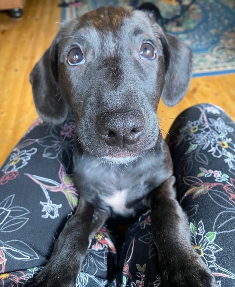 1x Male Staffy Cocker Puppy left