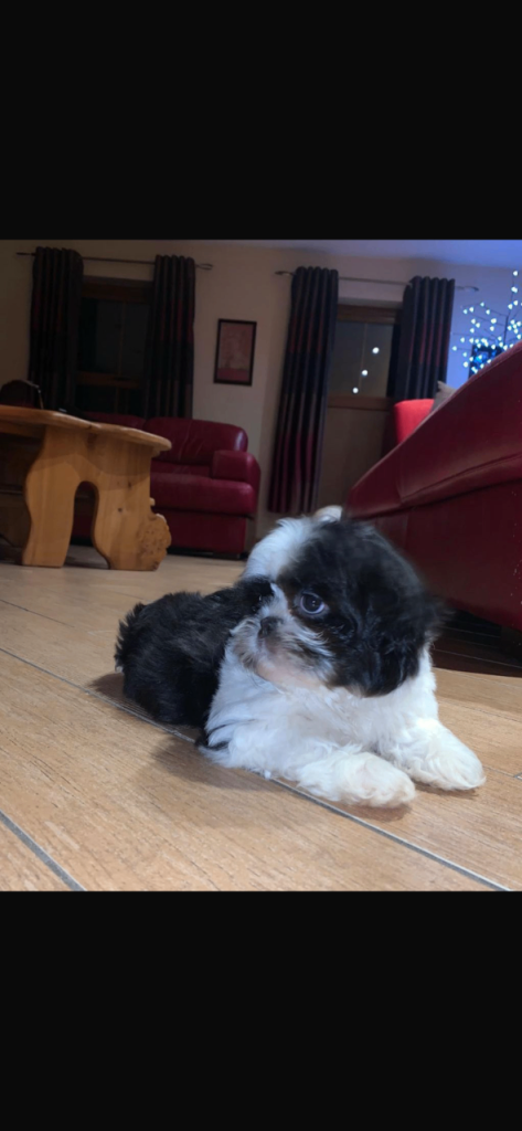KC Registered Shih Tzu Female