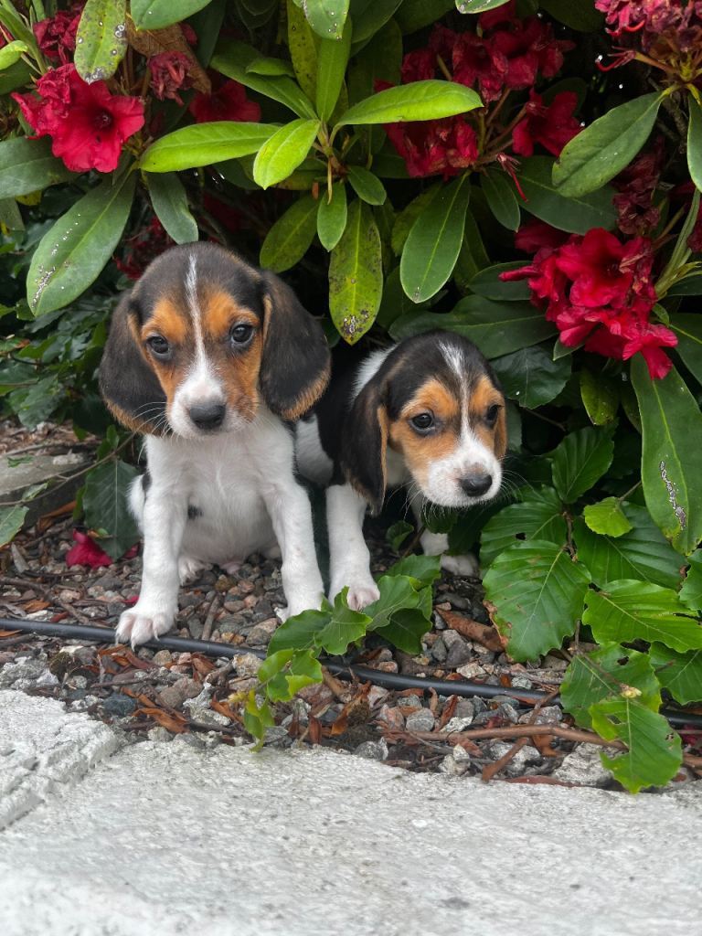 Beagle pups