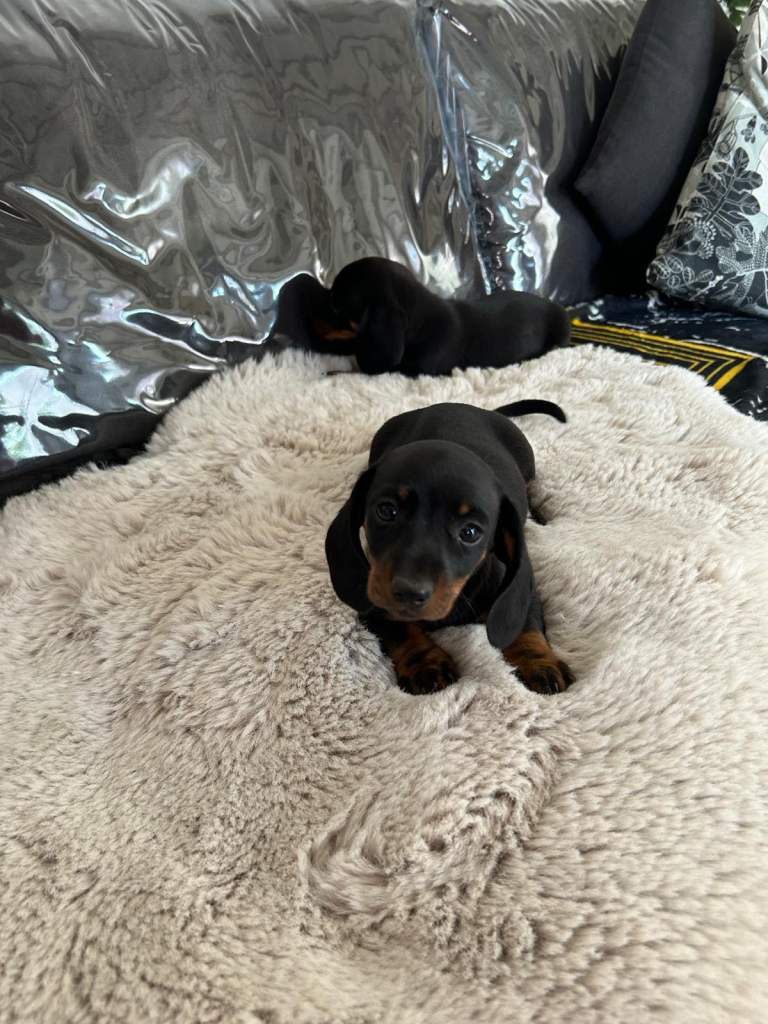 Beautiful dachshund puppies for sale
