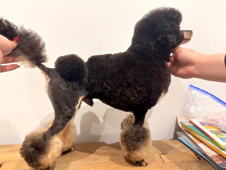 Stunning Phantom Shihpoos