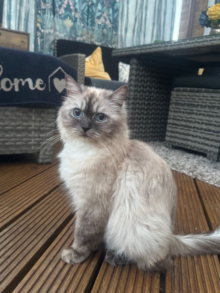 Mix breed Ragdol/Persian 
