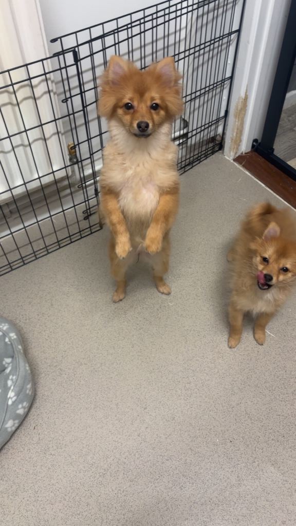 Pomeranian brother and sister