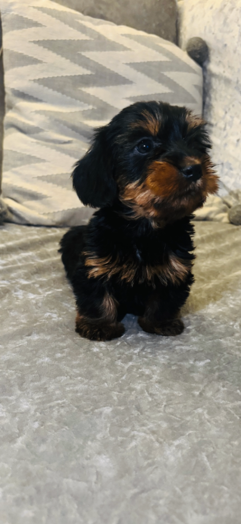 Dachshund cross Yorkshire terrier