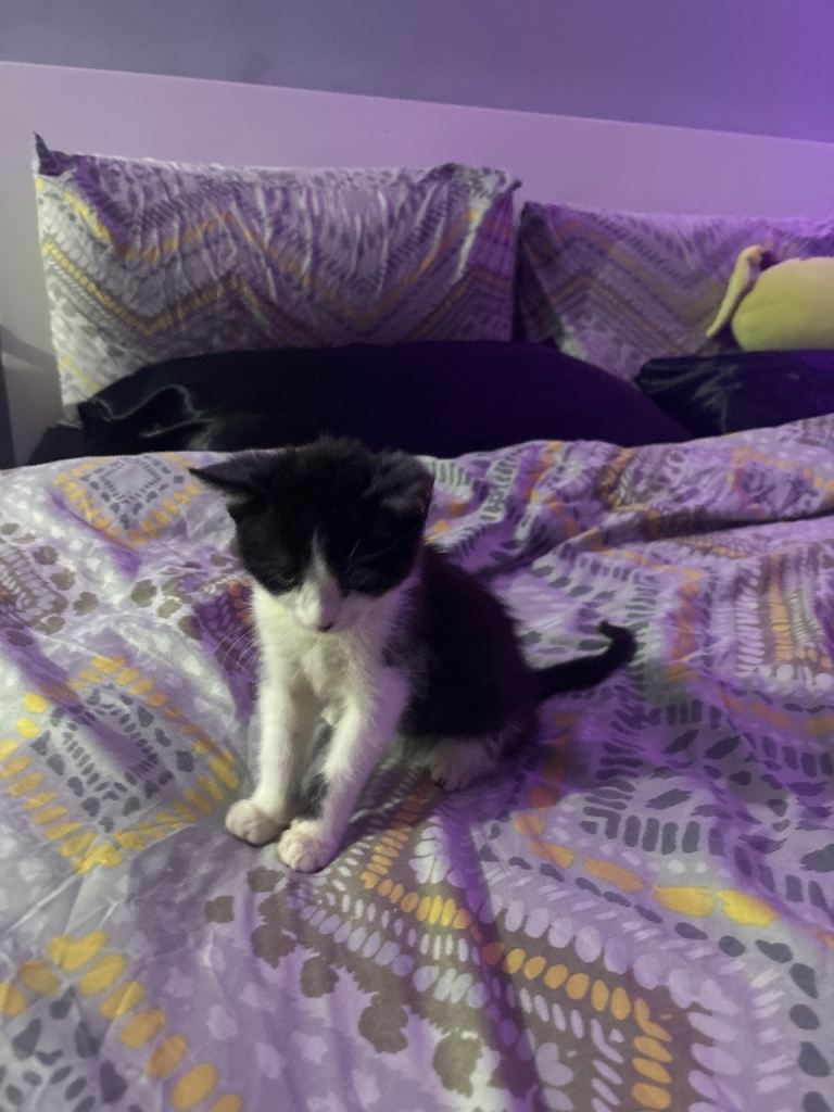 Kitten for sale around birmimgham ready for new home