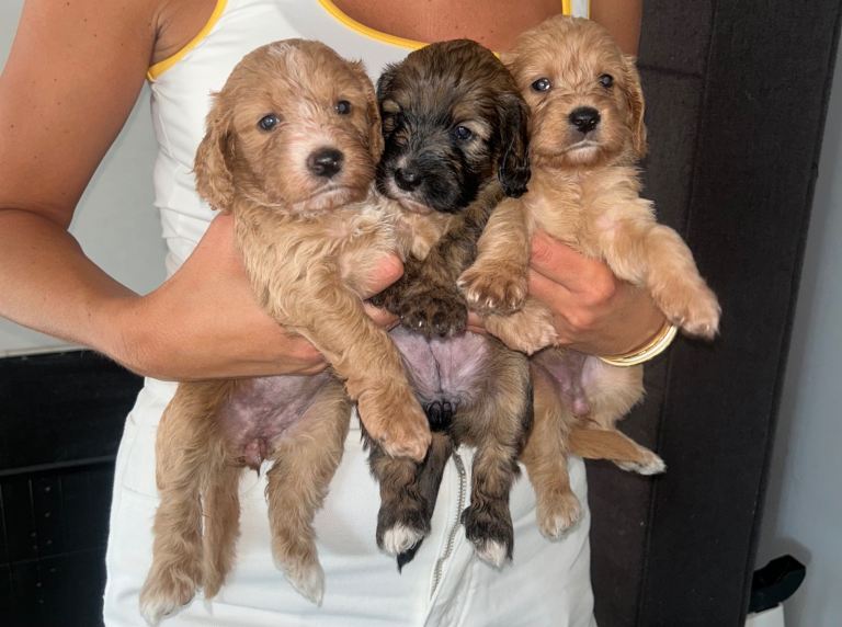 6 beautiful cockapoos looking for their new homes 