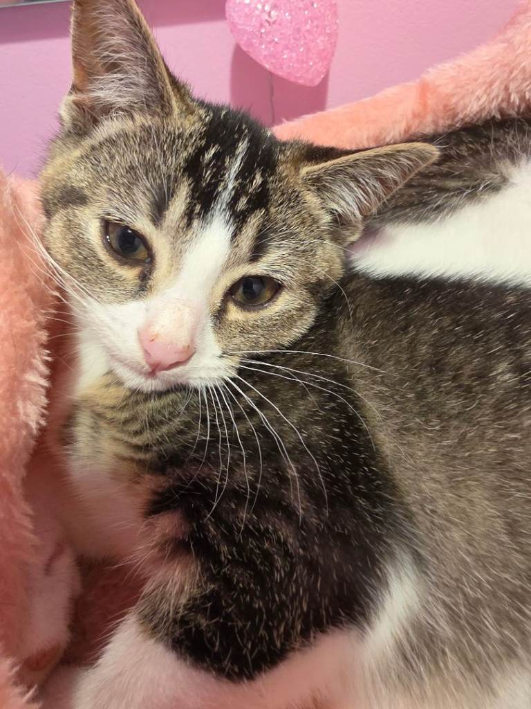 Kittens 