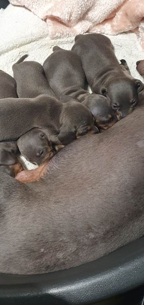 Dachshund mail puppy last one