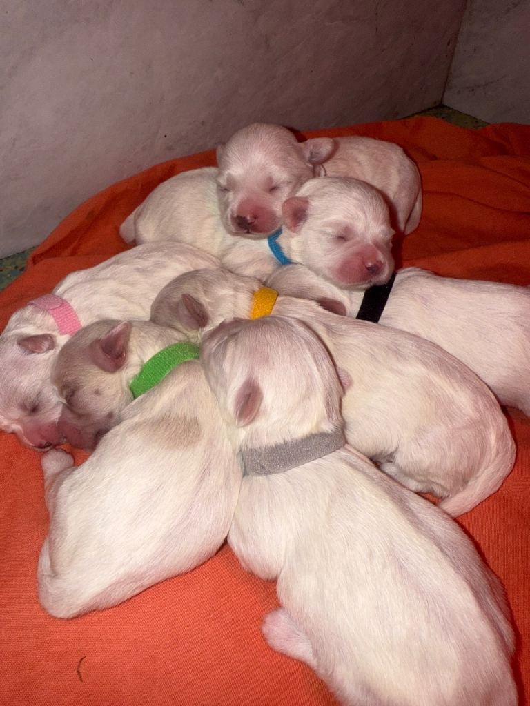 Maltichon puppies