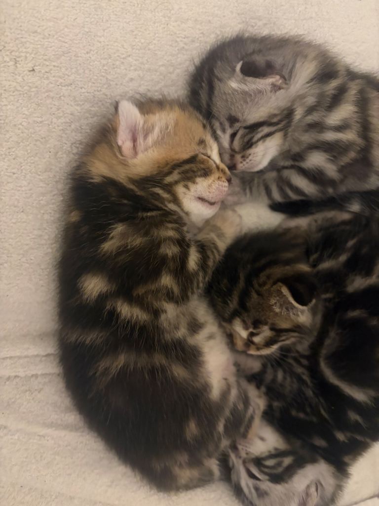 Part bengal kittens 
