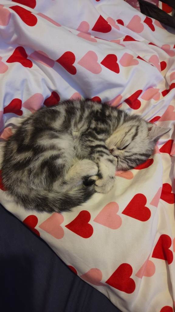 Female Silver BSH tabby kitten GCCF papers