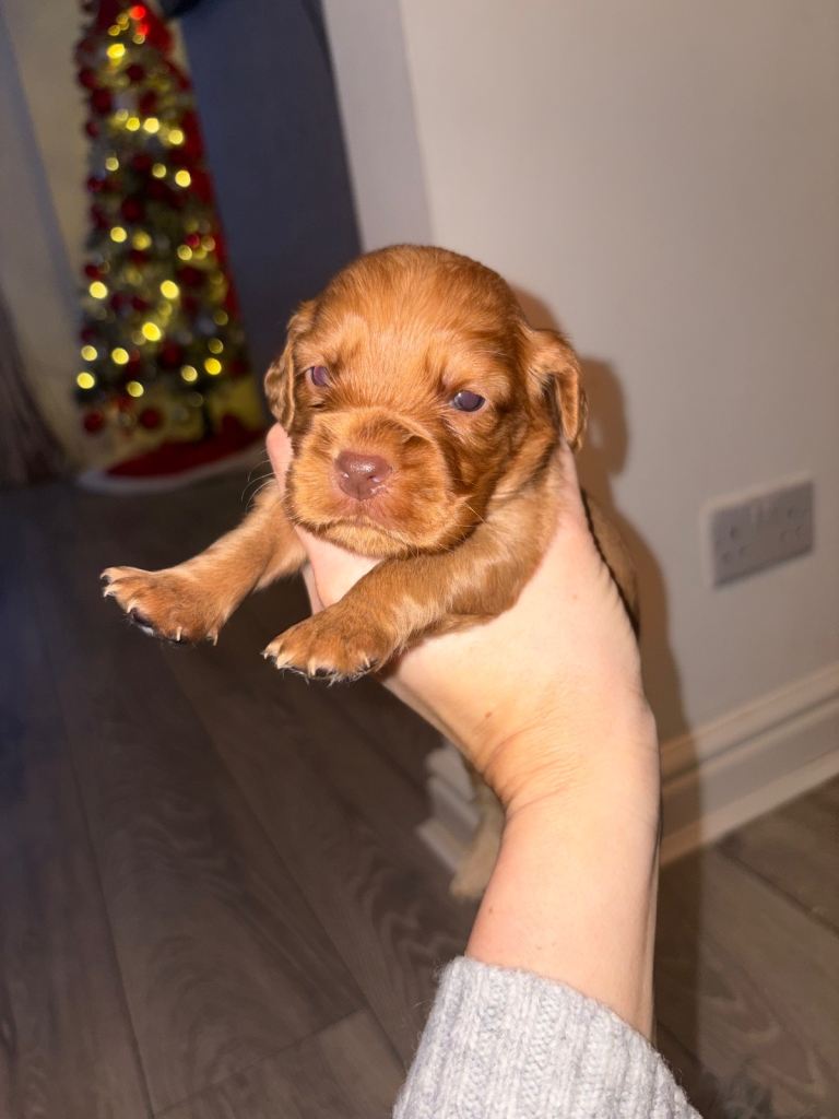 Cocker spaniel puppies 