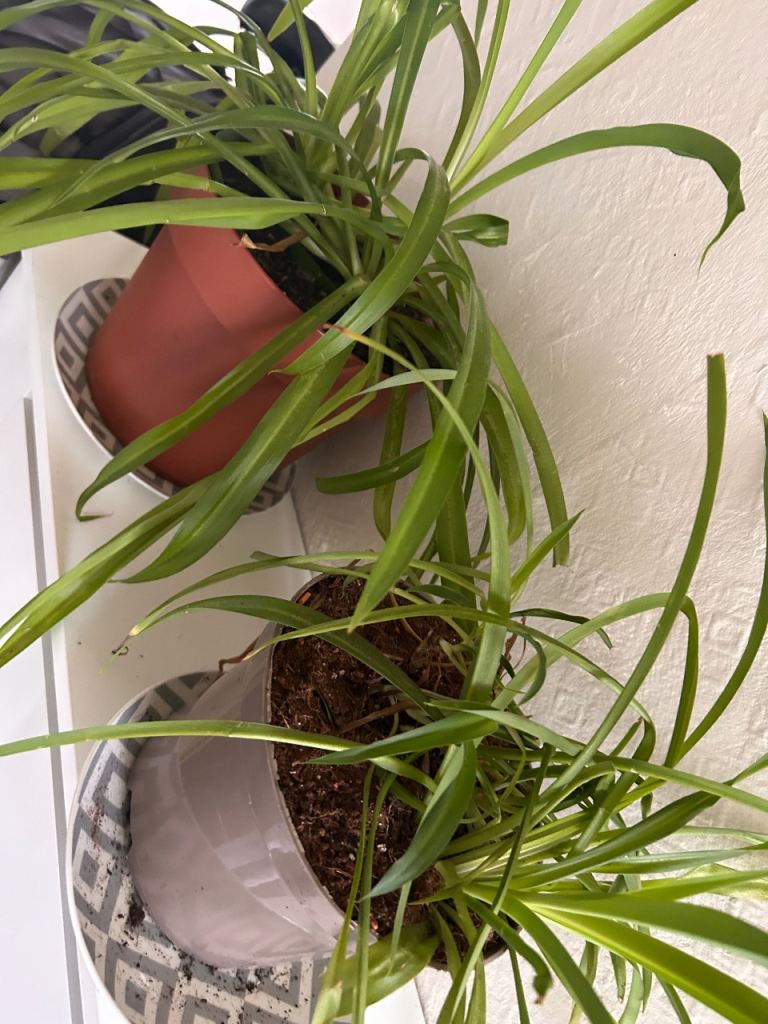Two Healthy Spider Plants in Pots – Good Condition