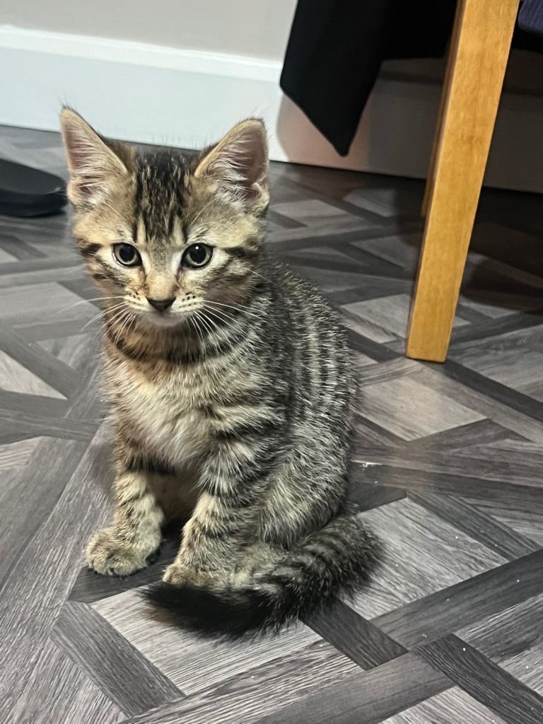 Tabby kitten 