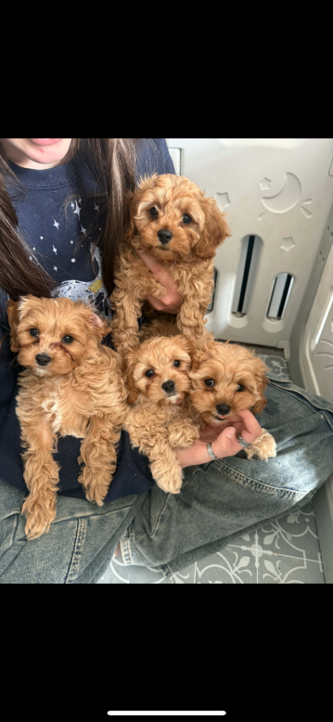 Cavapoo puppies 