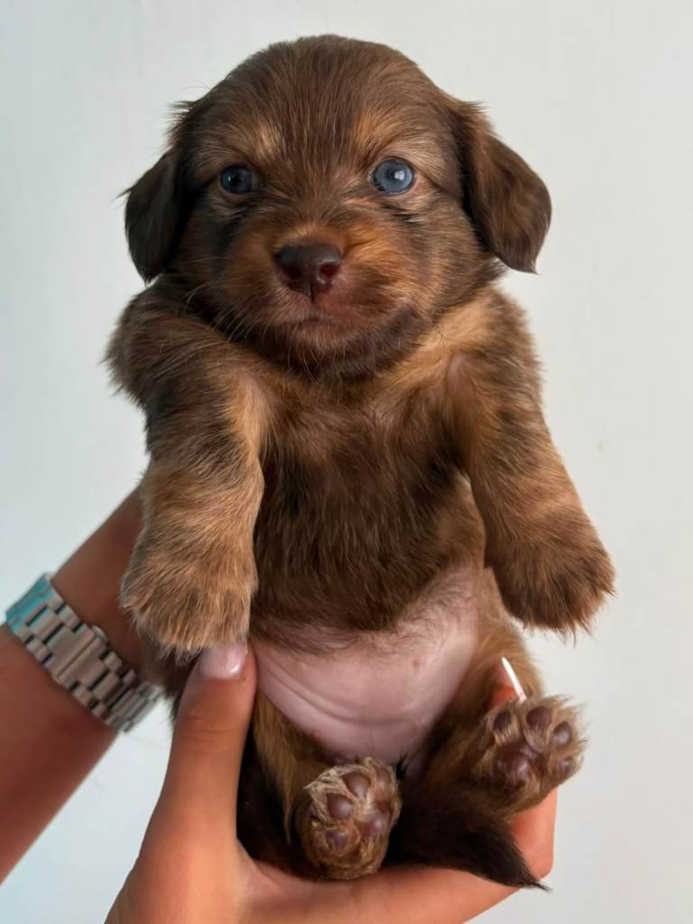 Schweenie Pups
