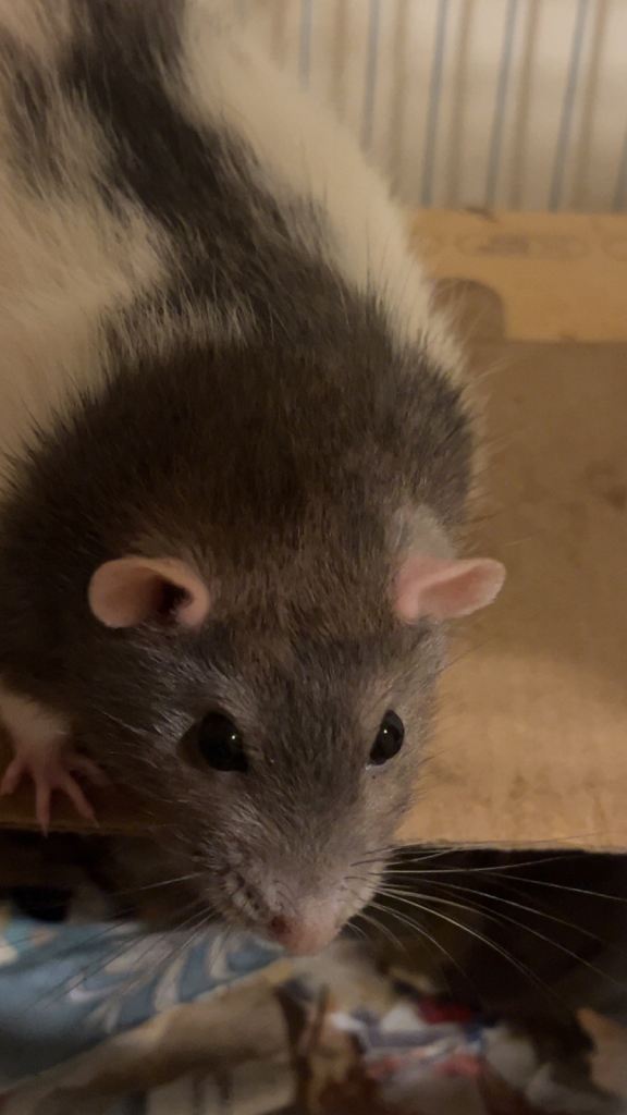 2 lovely female rats 