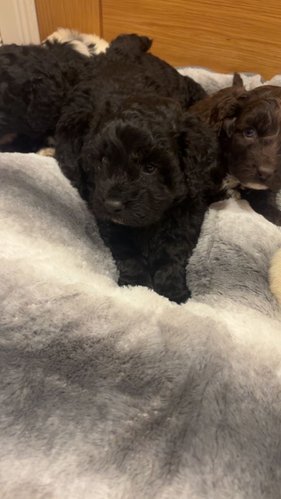 Cockapoo puppies 
