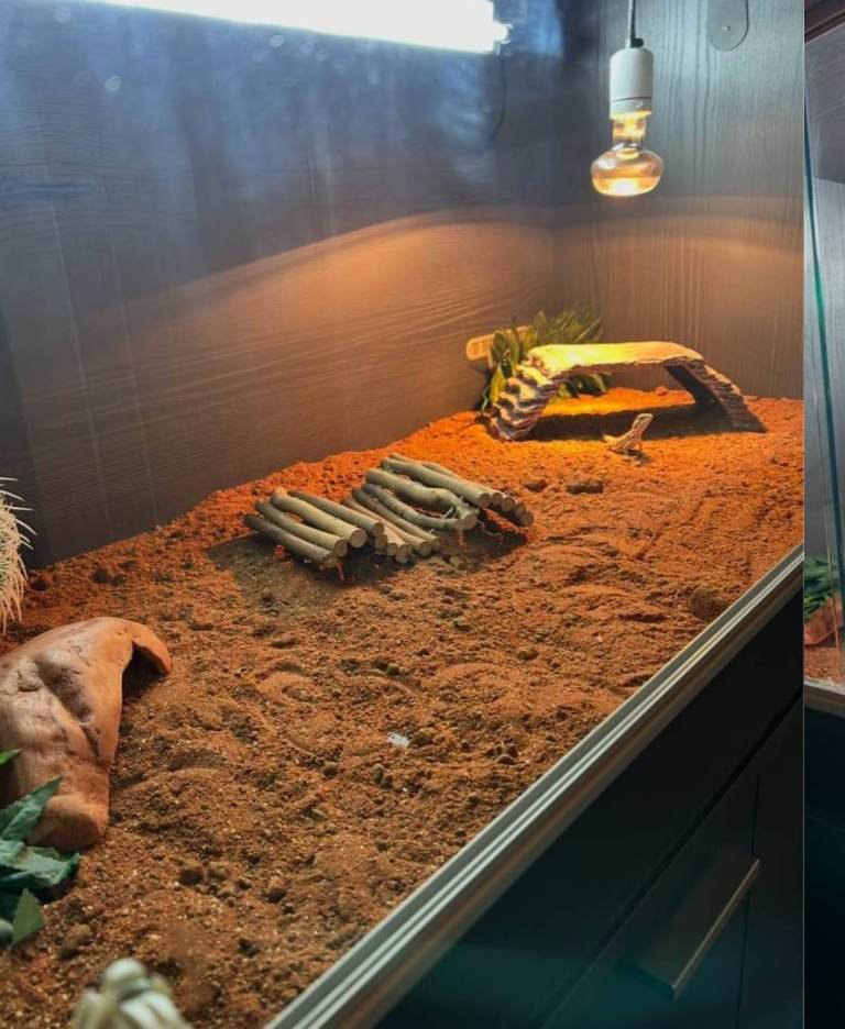 Bearded dragon viv full set up