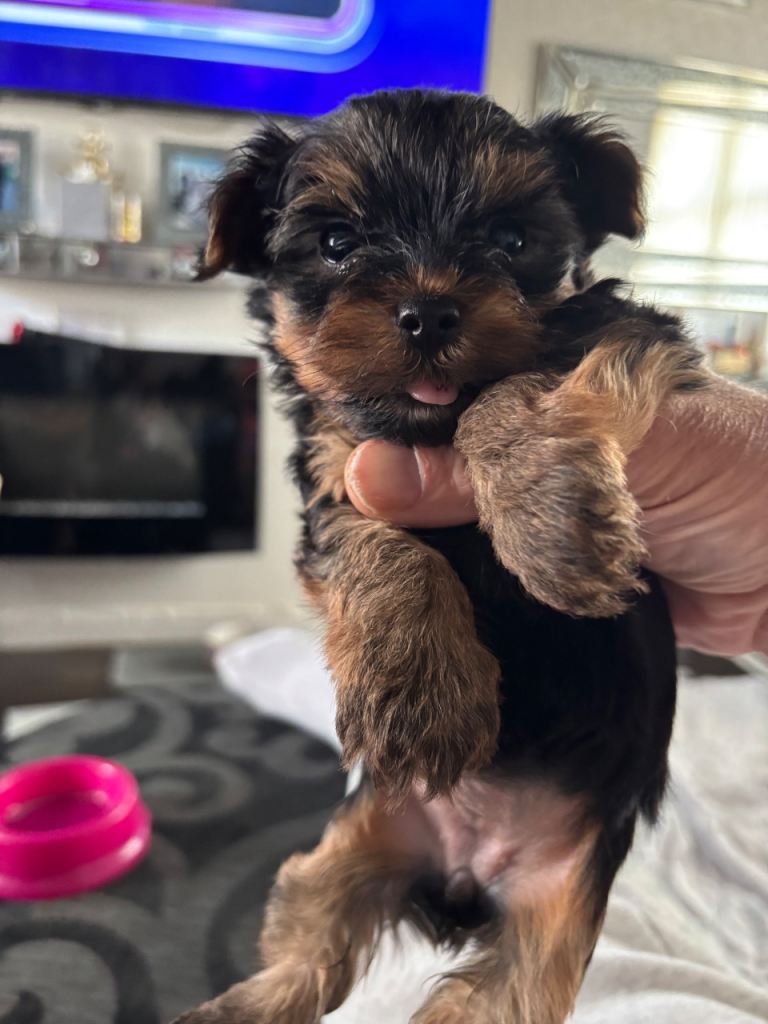 Yorkshire terrier pup