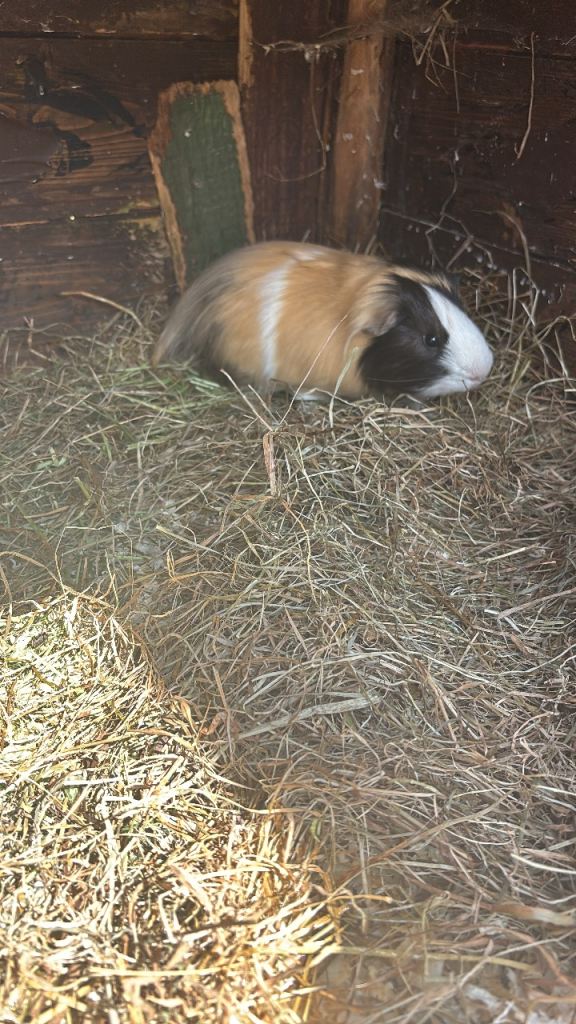 Guinea pigs 