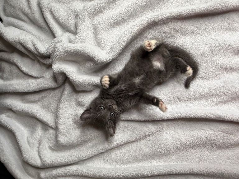 Russian blue kittens 