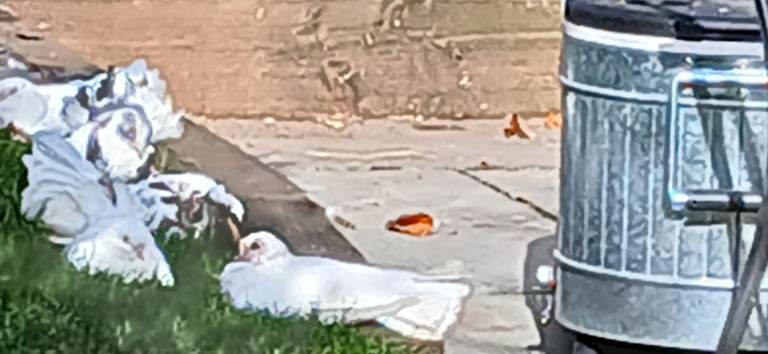 6 Fantail Doves to rehome