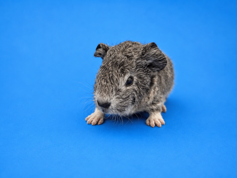 Baby Lakeland chinchilla boar 