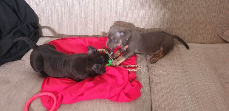 All Sold. Beautiful Male Pocket Bully Puppie