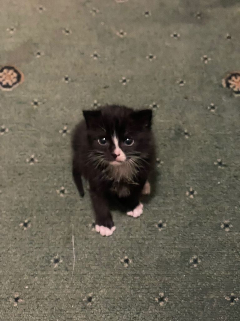 Most adorable tuxedo kitten (read description)
