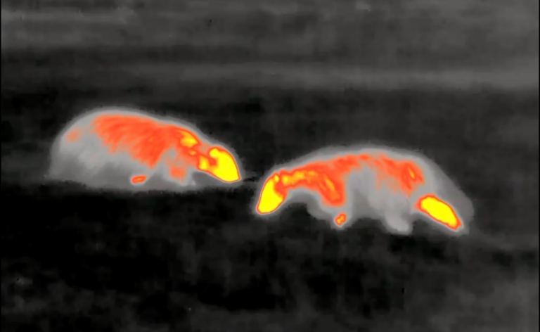 Thermal monocular Pulsar XM 30S