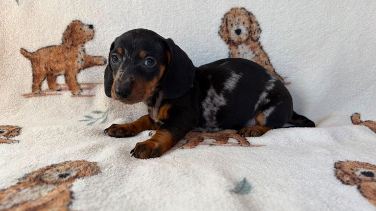 Dachshund puppies for sale 
