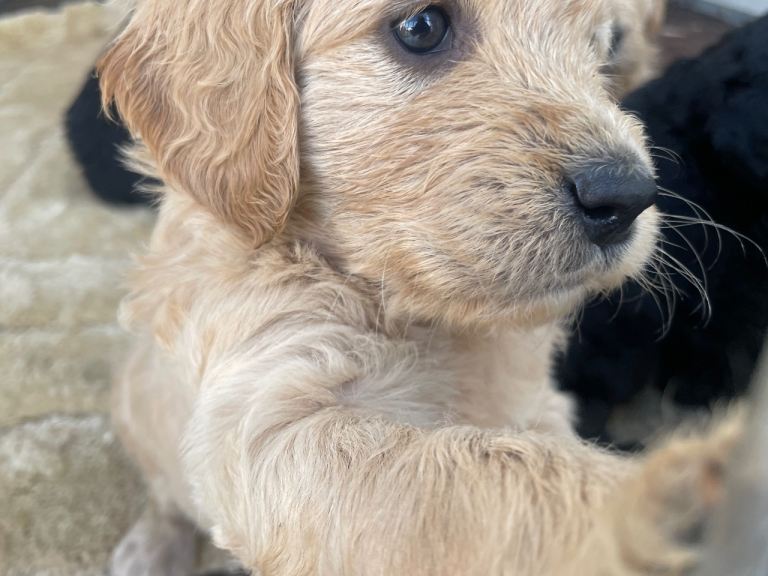 F1 golden doodles 